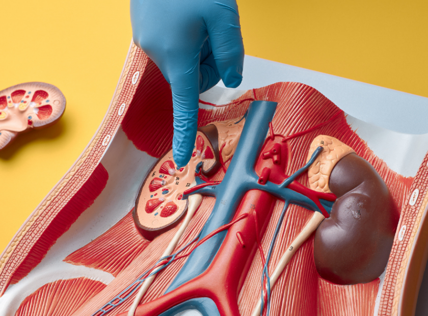 bobrek kanseri nuks 840x620