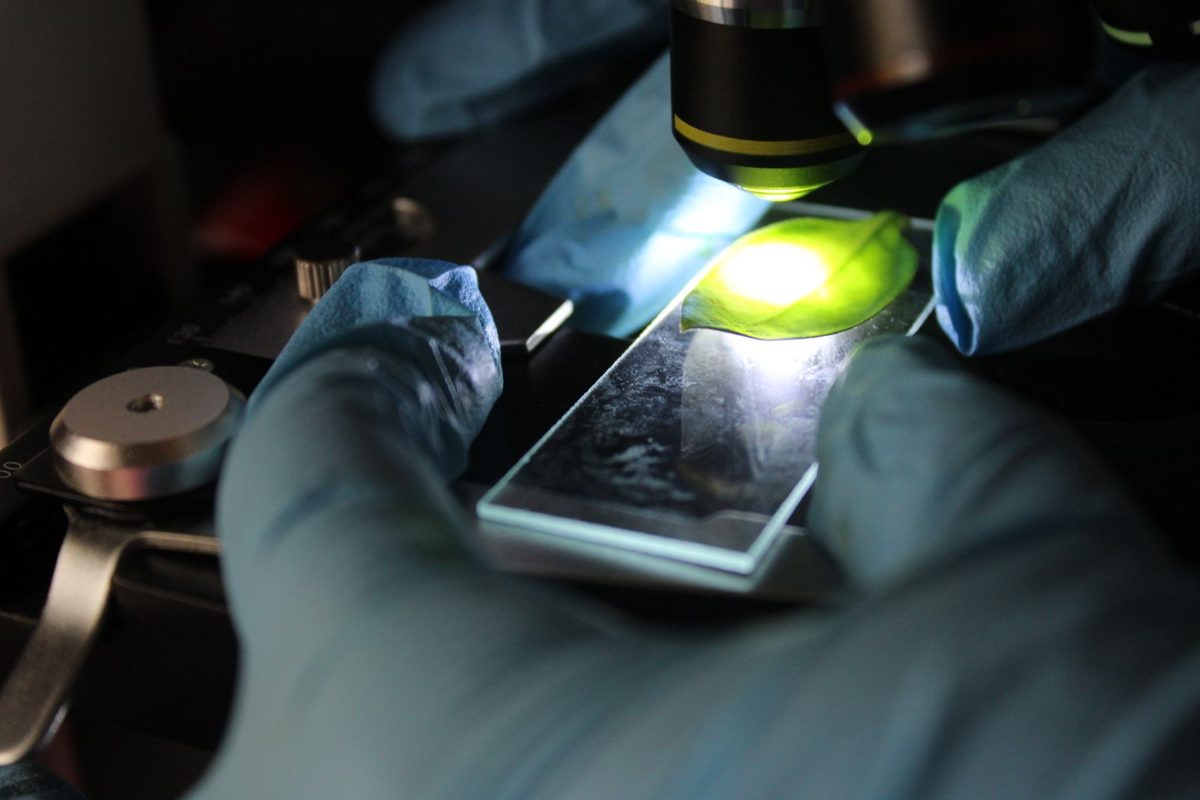 Biyopsi örneğinin patoloji laboratuvarında mikroskopla incelenmesi